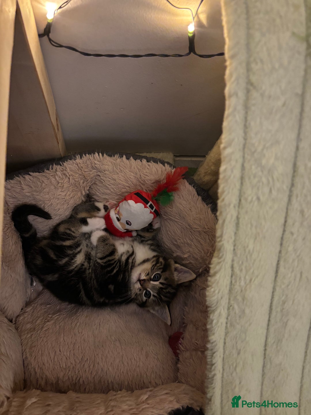 Mixed Breed cats for sale: Adorable kittens - Advert 9