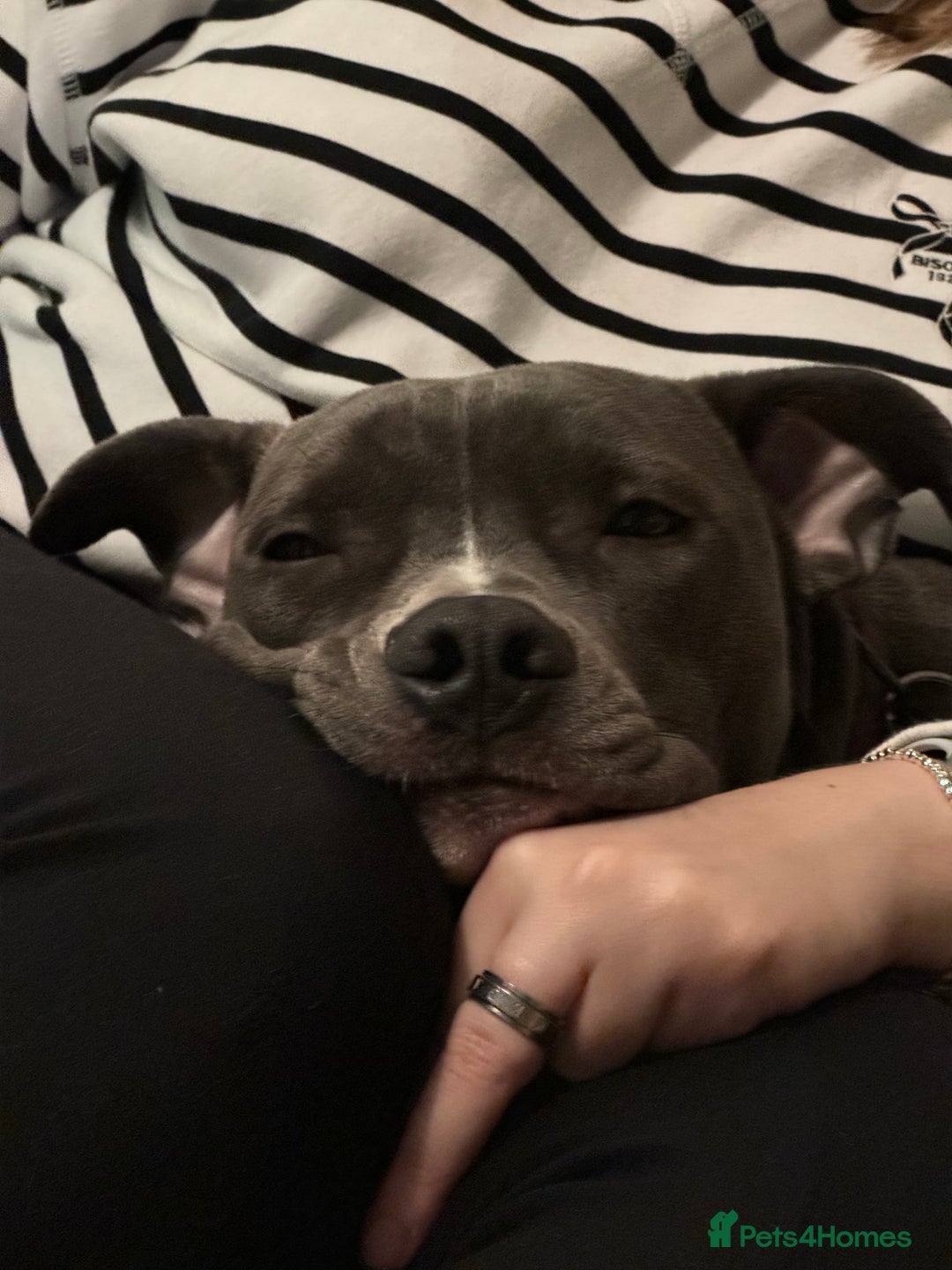 Staffordshire Bull Terrier dogs for sale: Rehoming, please read below. - Advert 4