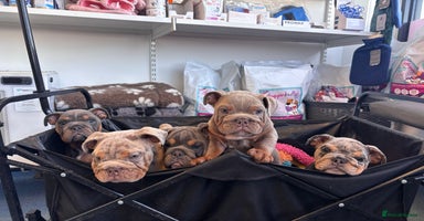 English Bulldog dogs in Dagenham - Advert 7