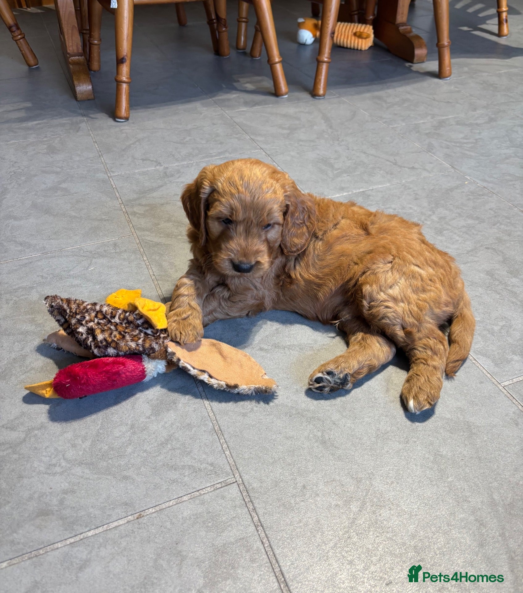 Goldendoodle dogs F1 Miniature Goldendoodles - Advert 1