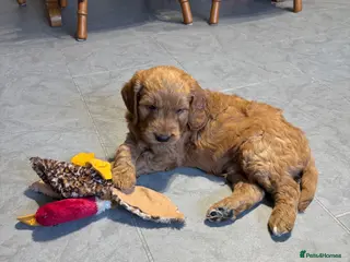 Goldendoodle dogs F1 Miniature Goldendoodles - Advert 1