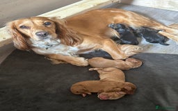 Cocker Spaniel dogs for sale: Working Cocker Spaniel Puppies  - Image 18