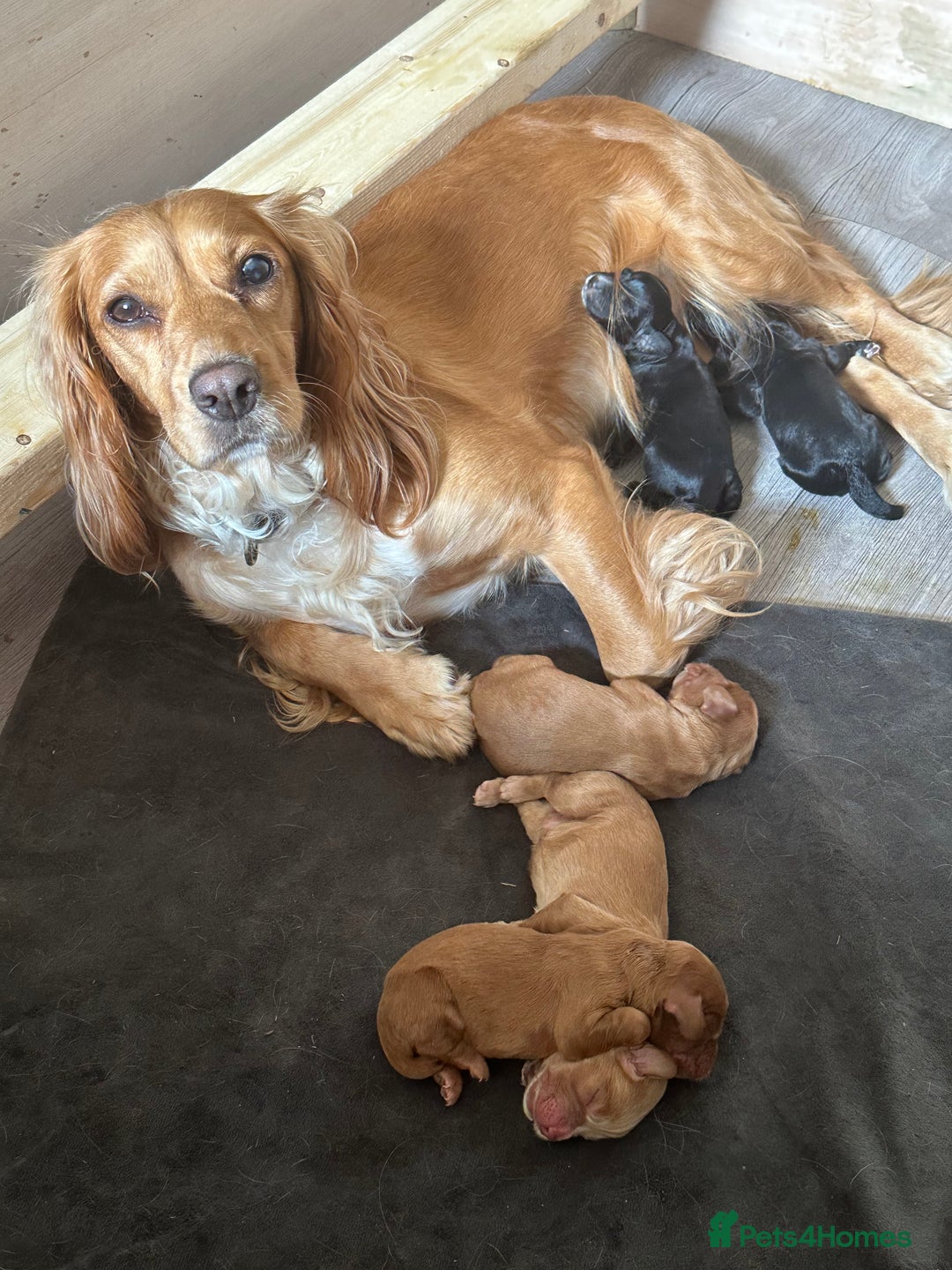 Cocker Spaniel dogs for sale: Working Cocker Spaniel Puppies  - Image 18
