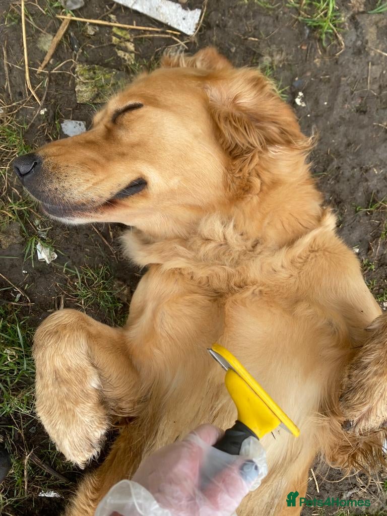 Golden Retriever dogs 0-0 Golden Retriever - Advert 2