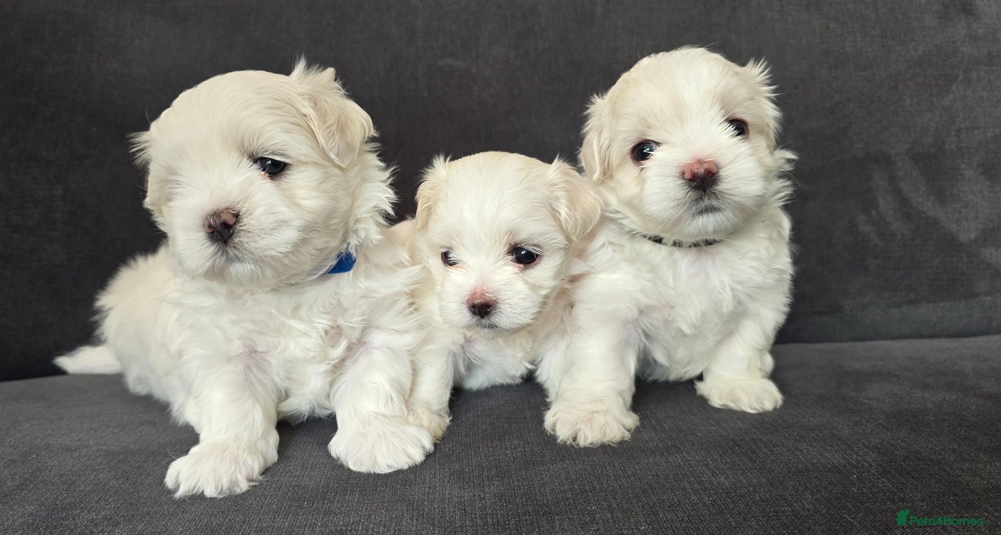 Maltese dogs ⭐️KC registered Maltese puppies⭐️ - Advert 1