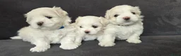 Maltese dogs for sale: ⭐️KC registered Maltese puppies⭐️ - Advert 1