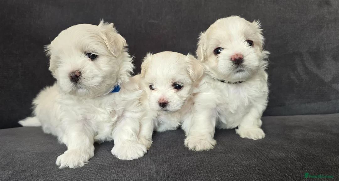 Maltese dogs for sale: ⭐️KC registered Maltese puppies⭐️ - Advert 1