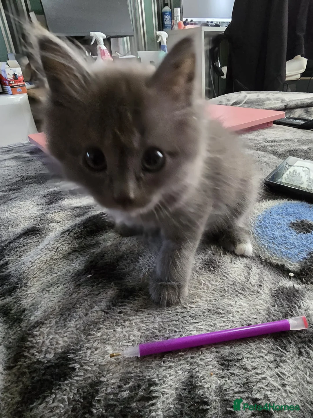 Persian cats for sale: Gorgeous Persian x Kittens Ready now  - Advert 40