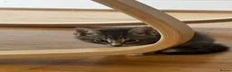 Mixed Breed cats for sale: Kittens in Walton-on-Thames - Advert 8