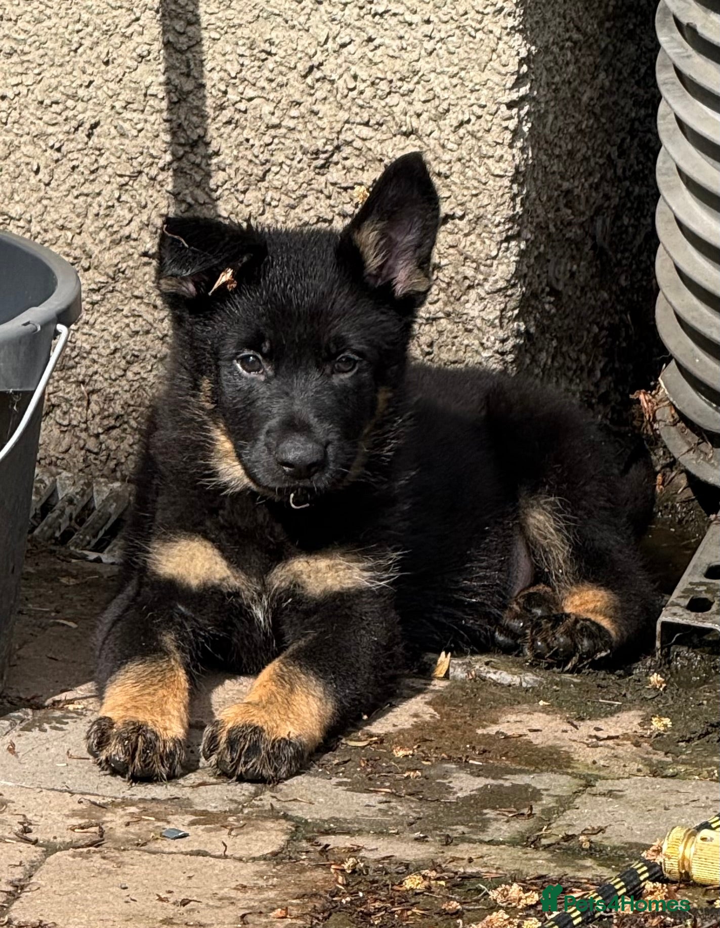 German Shepherd dogs KC Reg Stunning Working Line German Shepherd Pups - Advert 1