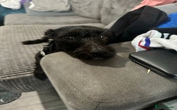 Mixed Breed dogs for adoption: 💙🐶 BUDDY 🐶💙 - Image 13