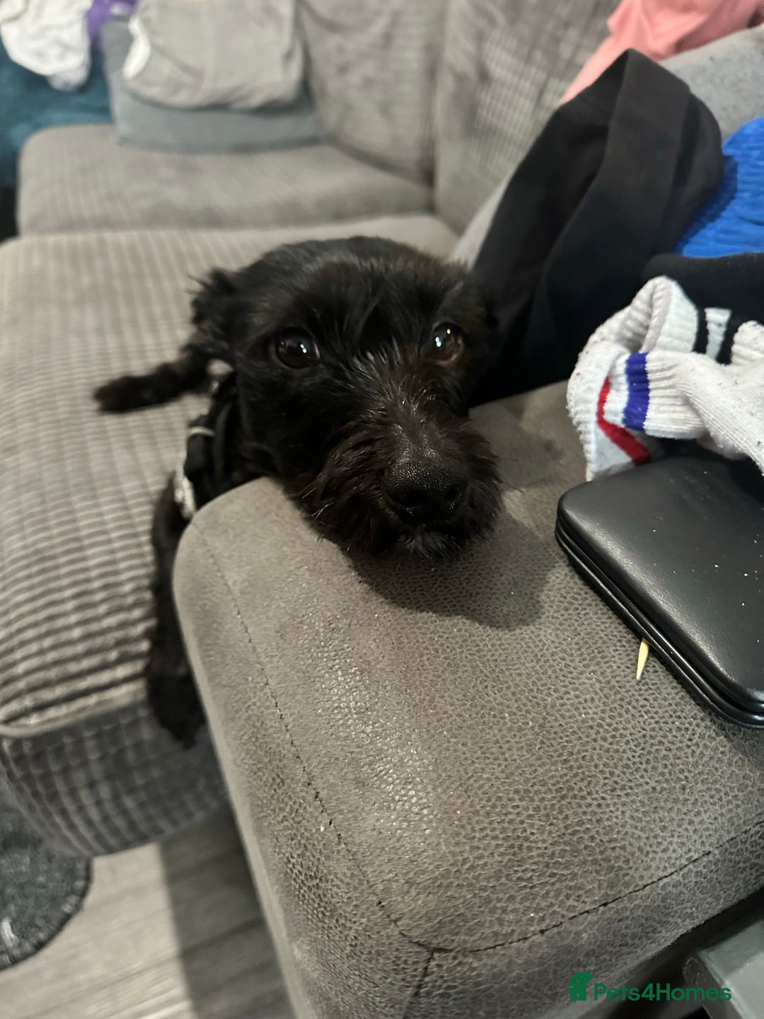 Mixed Breed dogs for adoption: 💙🐶 BUDDY 🐶💙 - Image 13