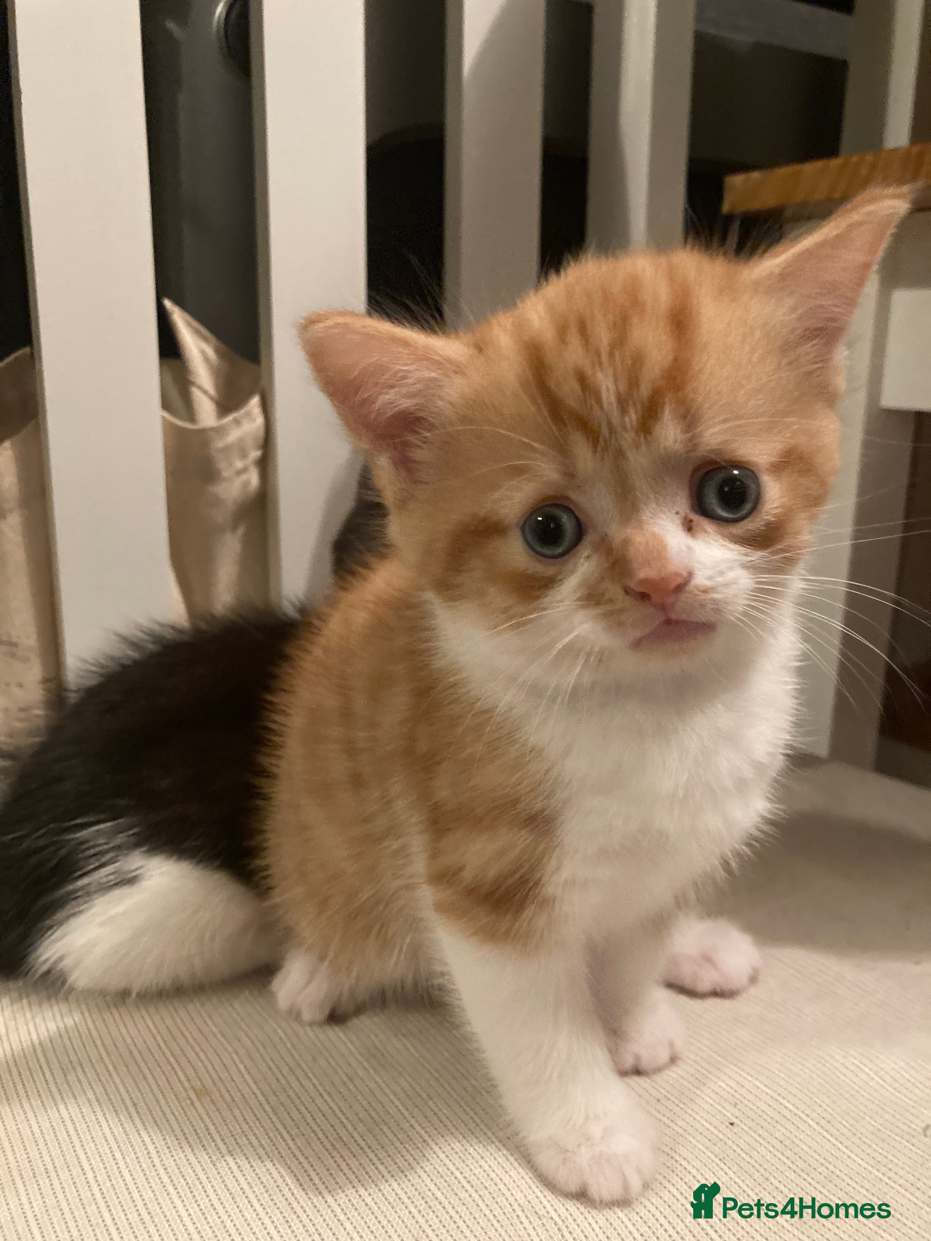 Mixed Breed cats Ginger Kitten ready to leave 24th Dec - Advert 1