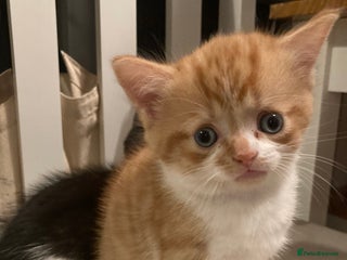 Mixed Breed cats Ginger Kitten ready to leave 24th Dec - Advert 1