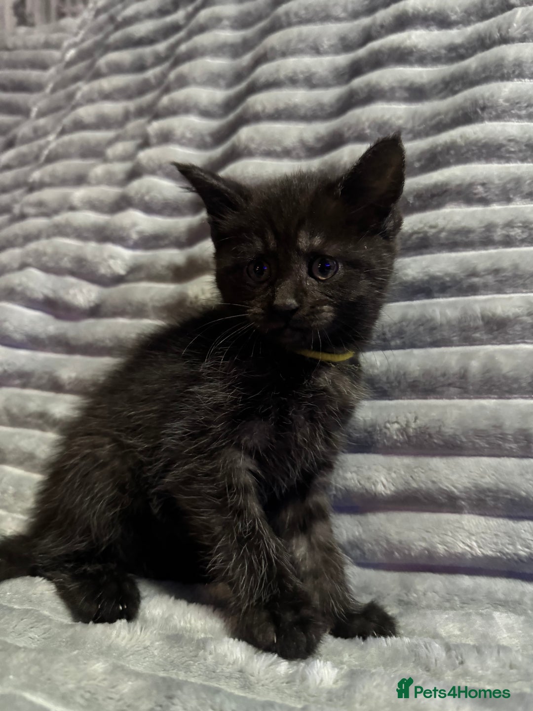 Mixed Breed cats for sale: British short hair cross maine coon  - Advert 3