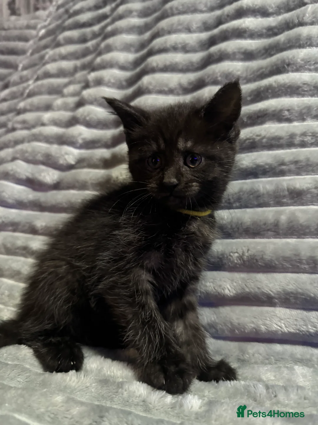 Mixed Breed cats for sale: British short hair cross maine coon  - Advert 9