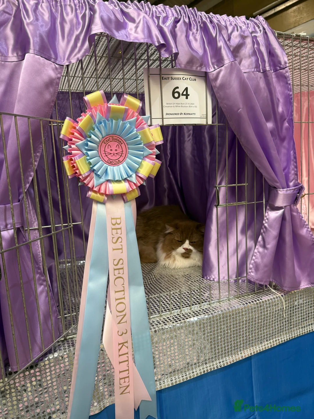 British Longhair cats for stud: British longhair GCCF registered male for stud - Advert 11