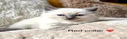 Ragdoll cats for sale: ❤️ 🐾 Meet Your New Best Friend! 🐾 ❤️ - Advert 5