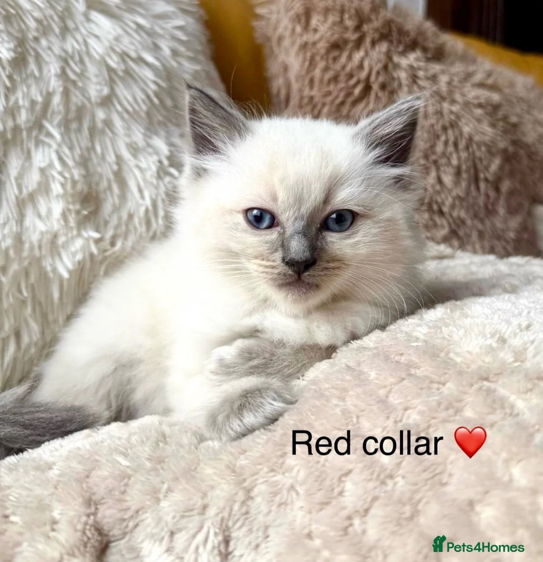 Ragdoll cats for sale: ❤️ 🐾 Meet Your New Best Friend! 🐾 ❤️ - Advert 5