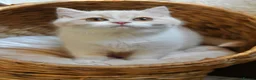 British Shorthair cats for sale: Beautiful British Shorthair boy  - Advert 5