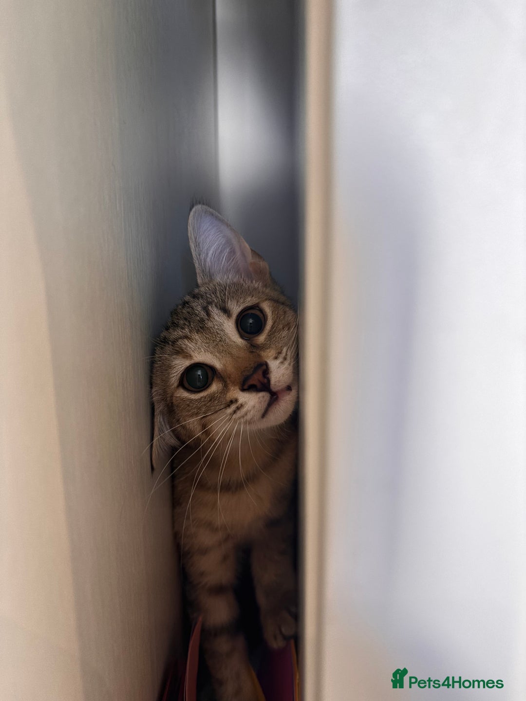 British Shorthair cats for sale: 3 kittens for sale - Image 8