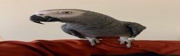 Parrots birds for sale: Tame African grey parrot set up - Advert 3