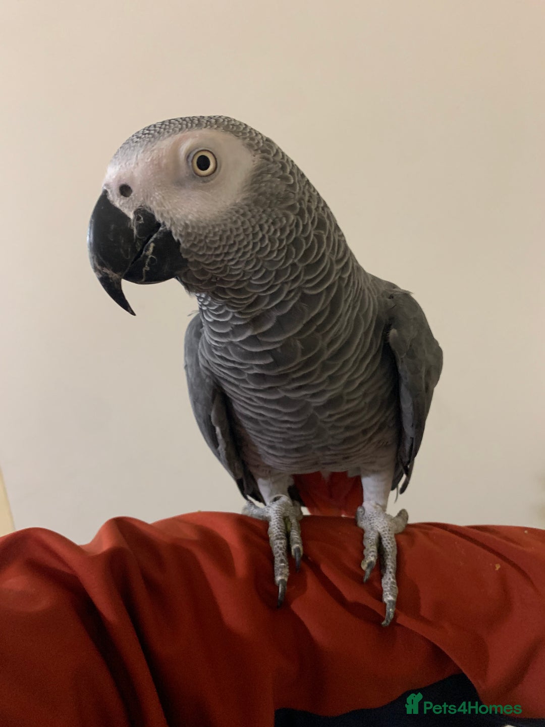Parrots birds for sale: Tame African grey parrot set up - Advert 3