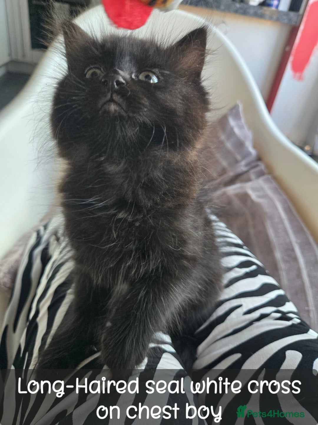 Ragdoll cats for sale: 12 half-Ragdolls (£150-£475) - Image 26