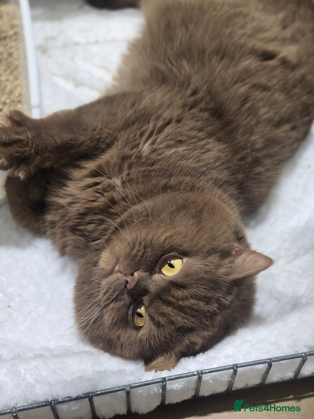 British Shorthair cats for stud: GCCF/TICA Cinnamon Stud in London - Image 2