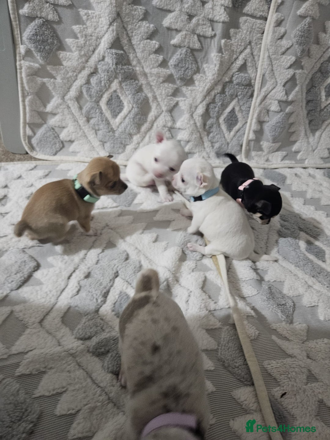 Chihuahua dogs for sale: Chihuahua puppies for sale - Advert 4