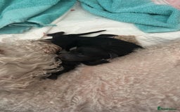 Mixed Breed dogs for sale: Beddlington x Whippet - Image 3