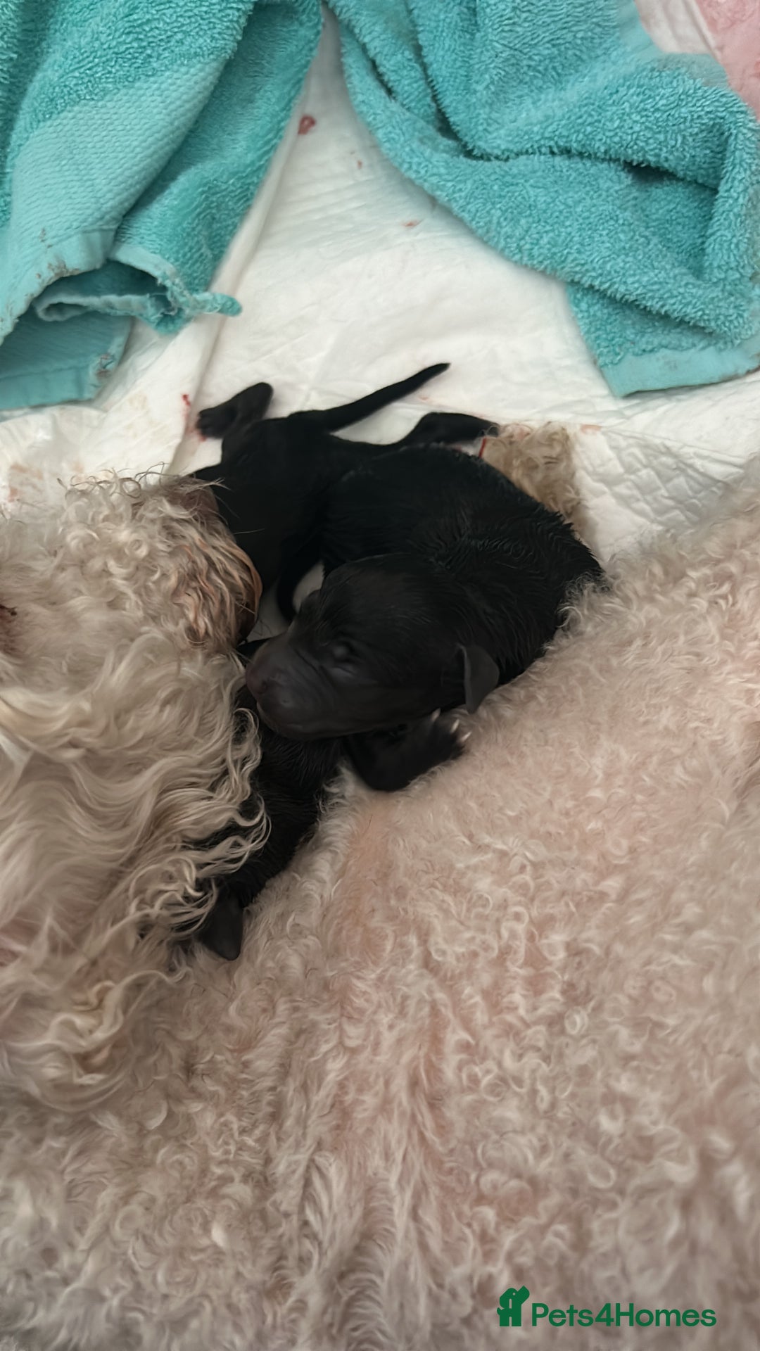 Mixed Breed dogs for sale: Beddlington x Whippet - Image 3