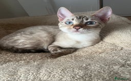 Bengal cats for sale: OUTSTANDING TICA reg BENGAL KITTENS - Advert 25