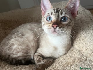 Bengal cats One blue/eyed snow girl ready to leave now . - Advert 7