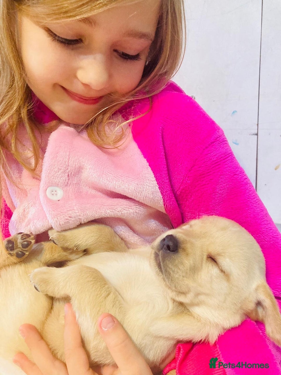 Labrador Retriever dogs for sale: 3 Color KC Labrador retriever 24.12 ready go  - Image 4
