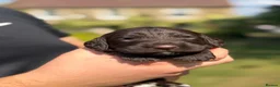 Sproodle dogs for sale: F1 Sproodles FULLY DNA 5⭐️ Licensed Breeder - Advert 21