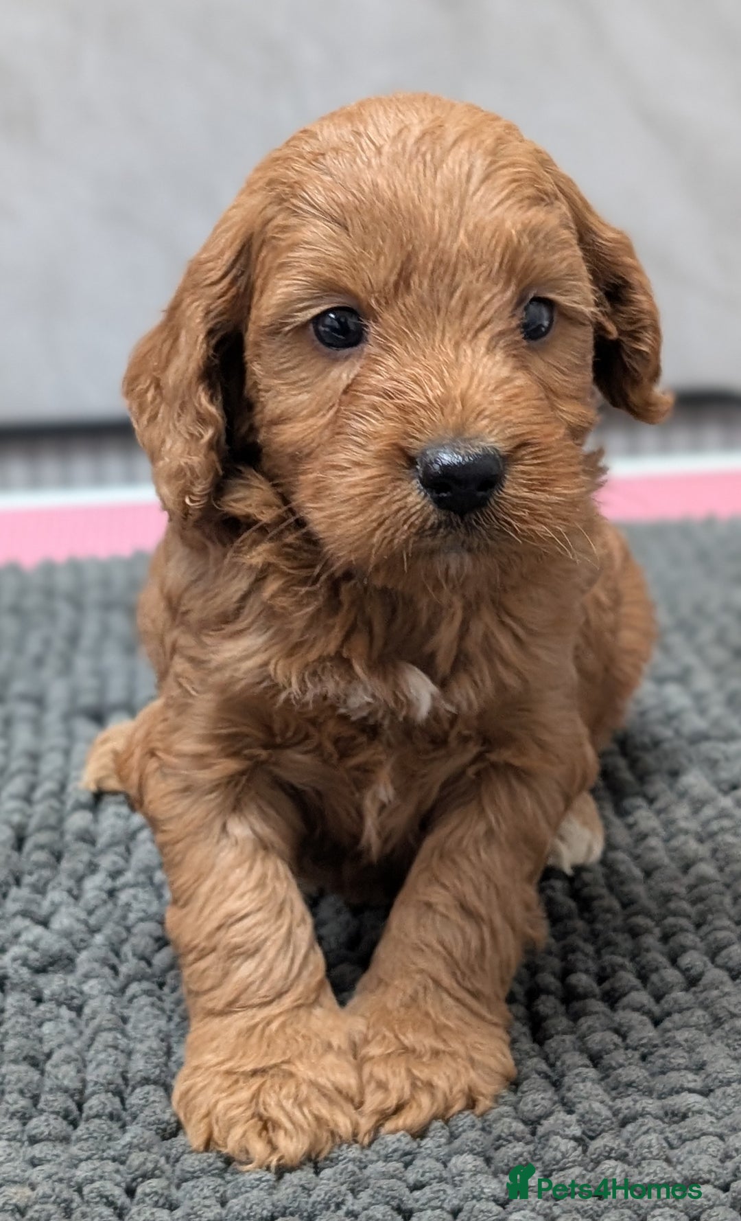 Cockapoo dogs for sale: Licensed breeder, health tested F1 cockapoo pups - Advert 5