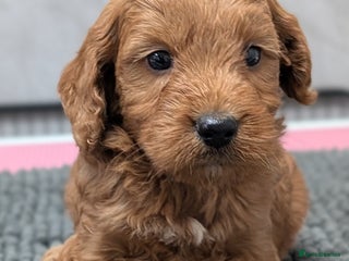 Cockapoo dogs Licensed breeder, health tested F1 cockapoo pups - Advert 3