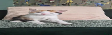 Mixed Breed Kitten 1