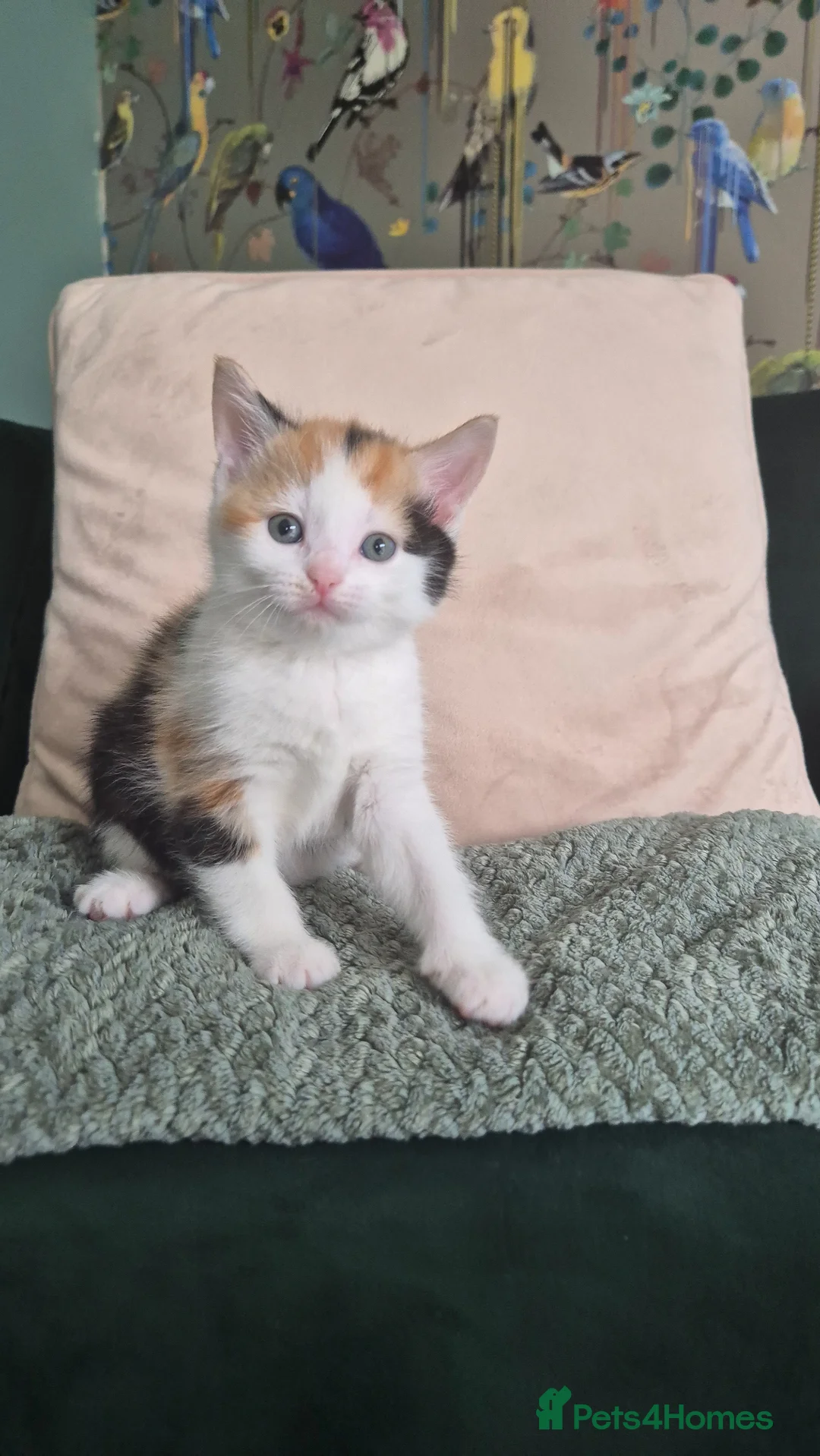 Mixed Breed cats for sale: 3 female kittens left! - Advert 2