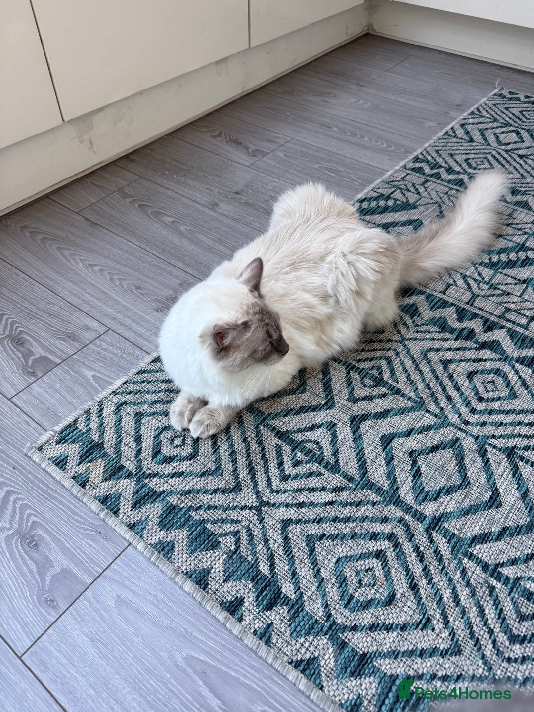 Ragdoll cats for sale: Purebred Ragdoll cat for rehoming - Image 2