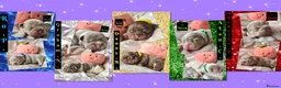 French Bulldog dogs for sale: Quality Puppies from highly health tested Parents - Advert 7