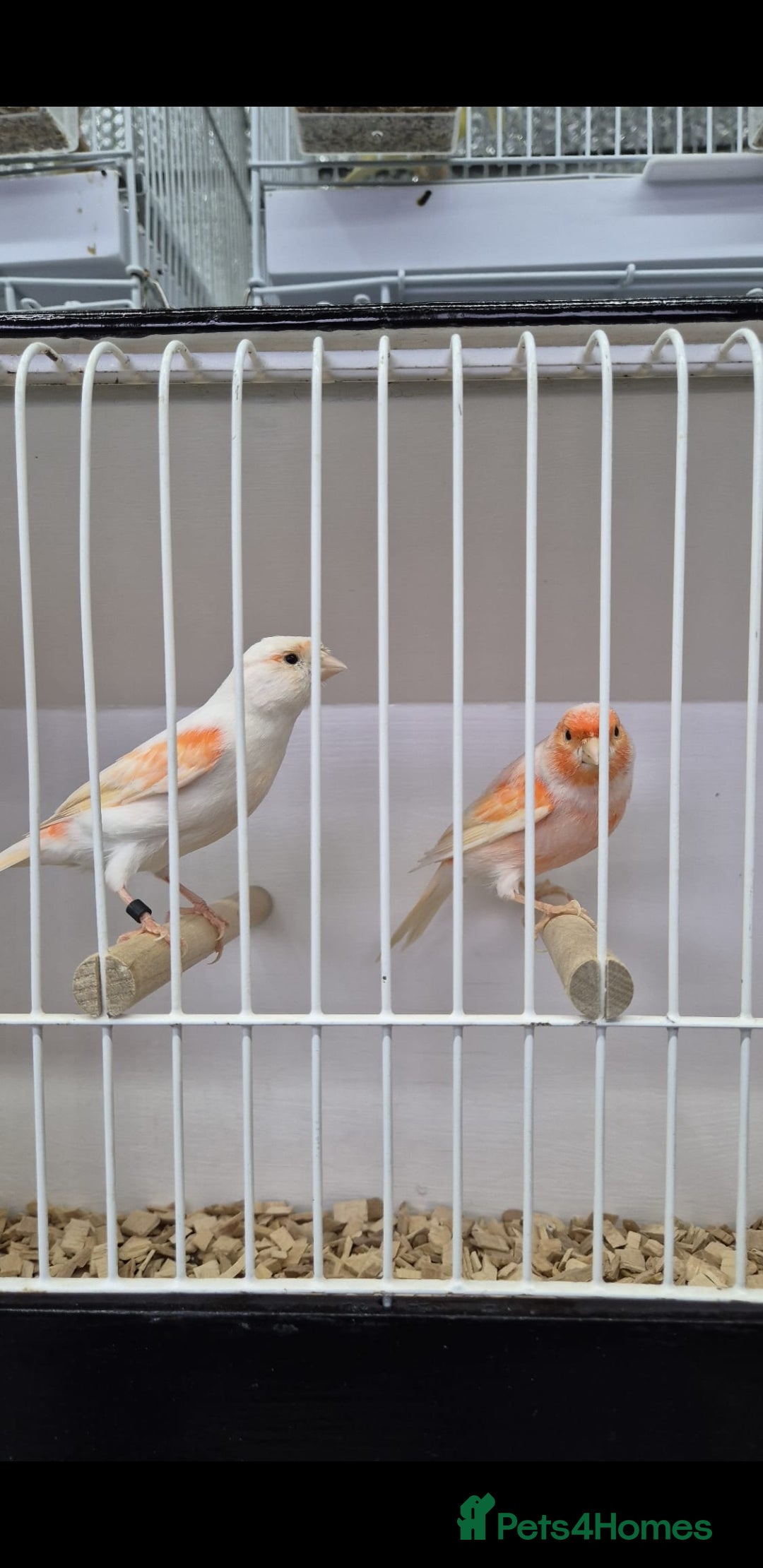 Canaries birds for sale: Canaries for sale - Advert 6