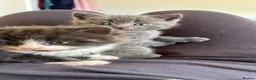 British Shorthair cats for sale: 4 KITTENS - 2x BSH/BLH 2x BSH  - Advert 11