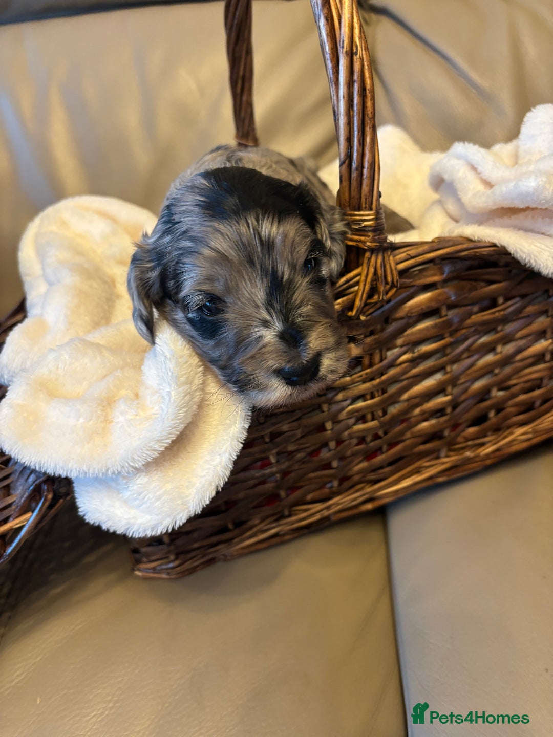 Cockapoo dogs for sale: Cockapoos Ready for New Homes 22nd December - Advert 8