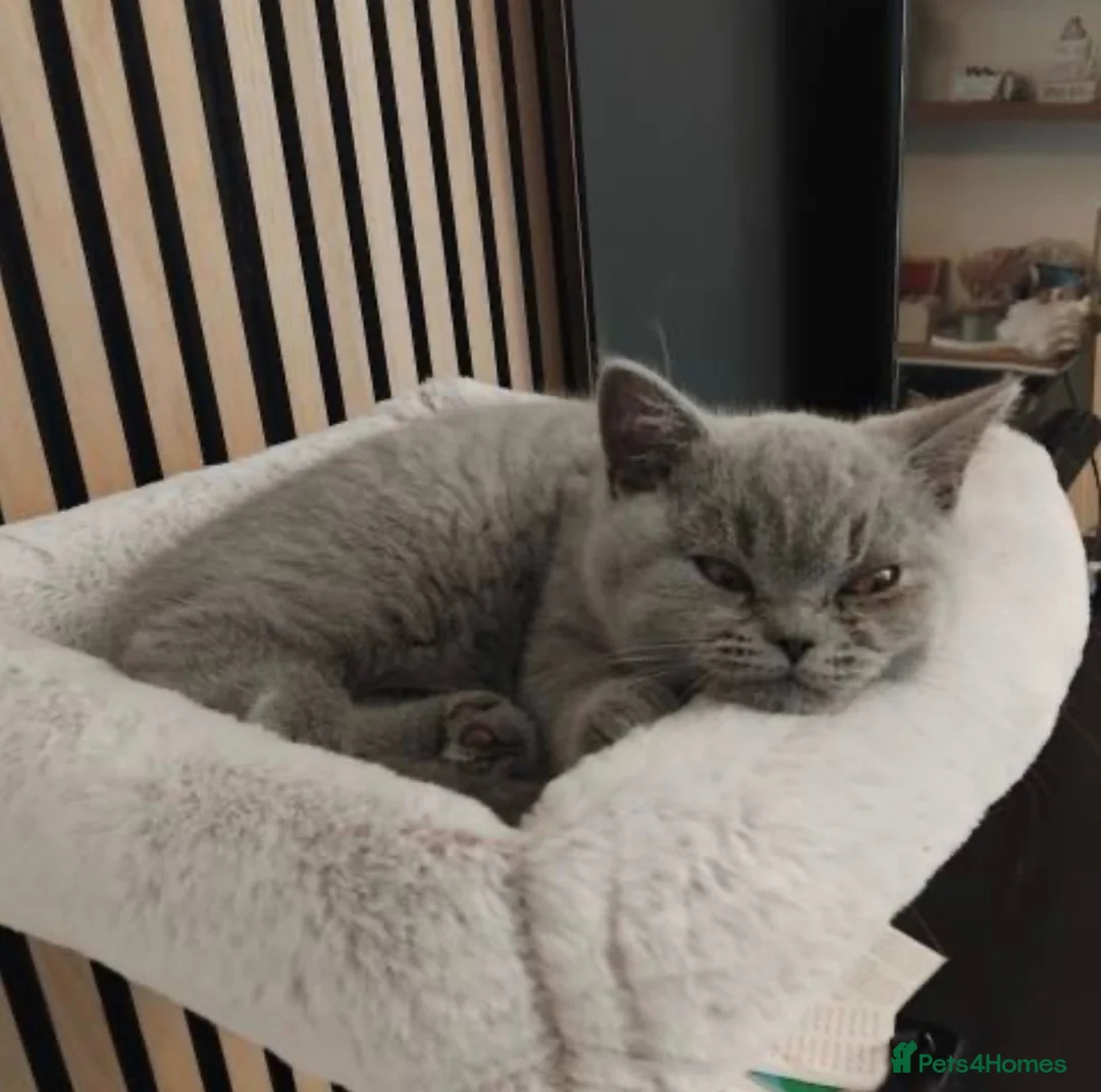 British Shorthair cats for sale: british shorthair blue in Harrow - Advert 6