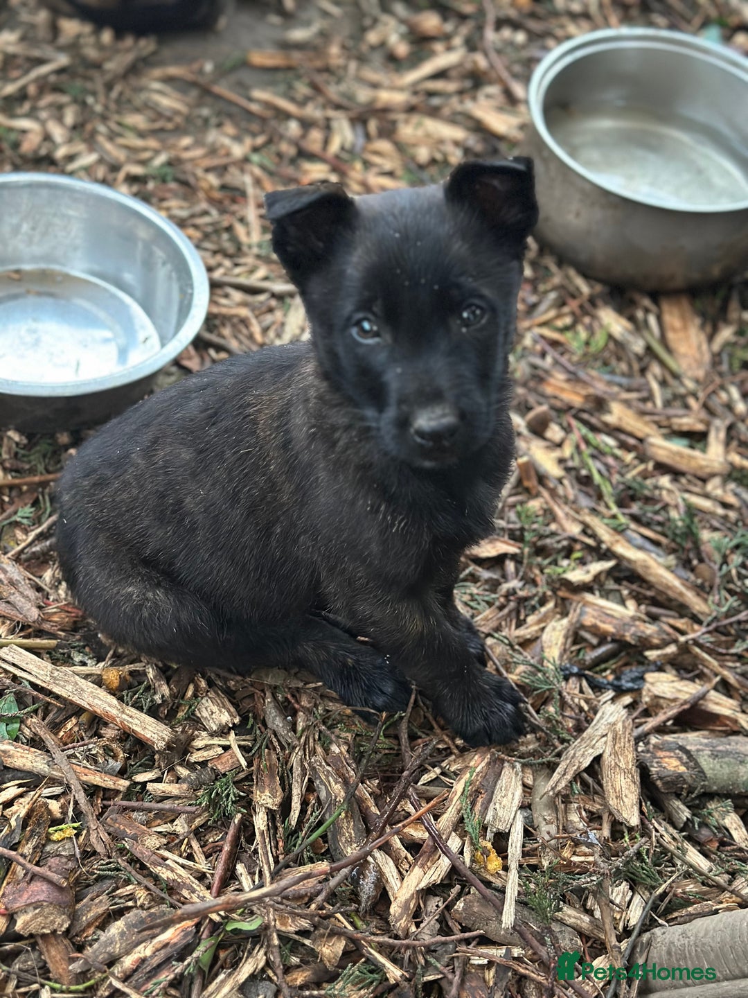Mixed Breed dogs for sale: Dutch Herder Puppies  - Advert 13