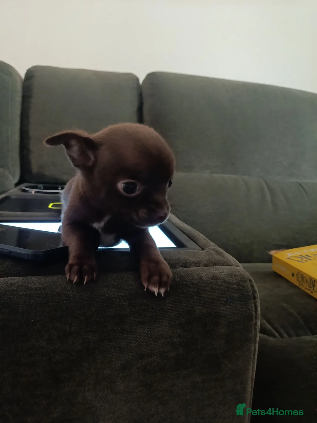 Chihuahua dogs for sale: 1 black boy 1 cream girl 1 brown girl chihuahuas - Advert 1