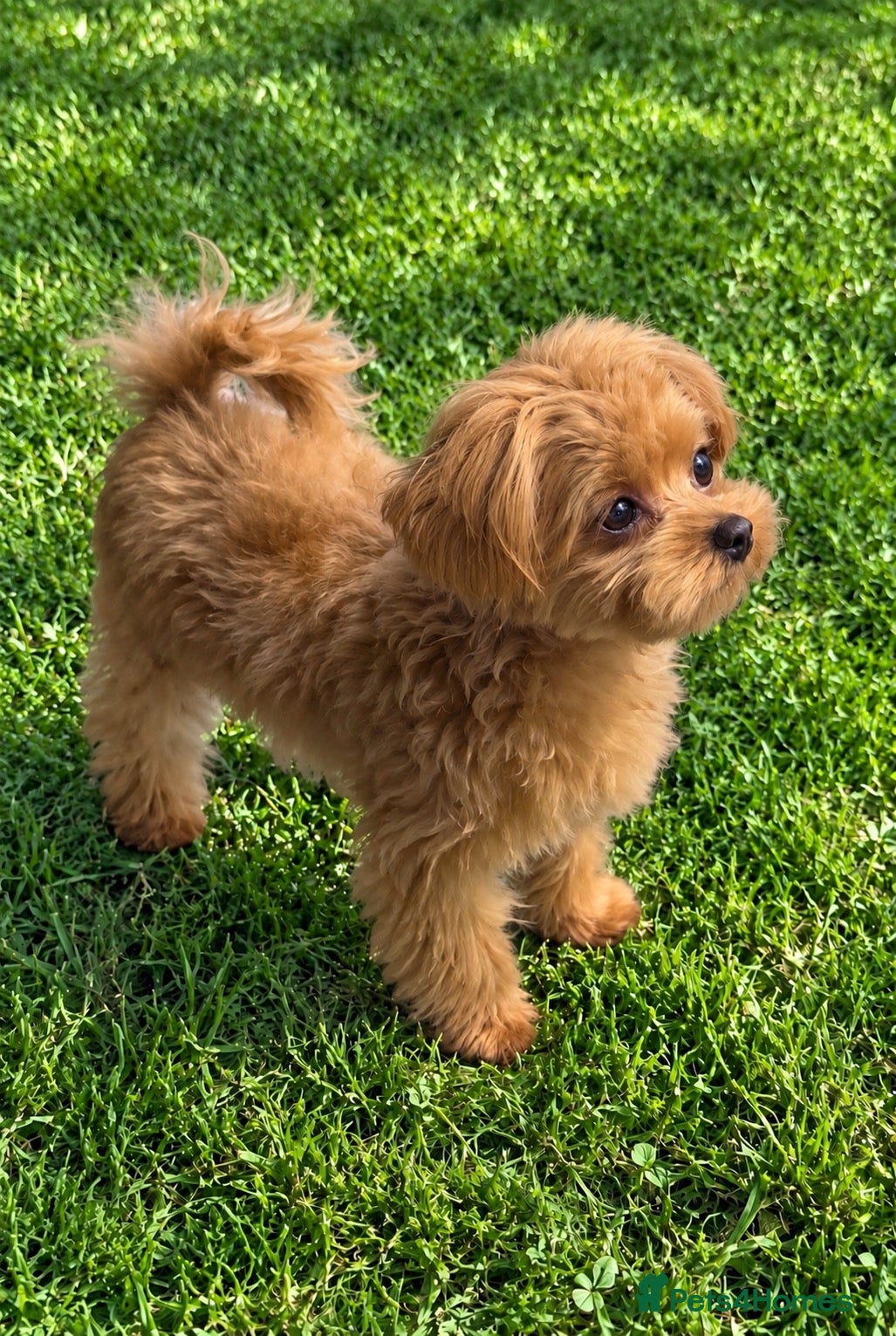 Maltipoo dogs Asian/Korean Maltipoo. DNA tested parents. - Advert 1
