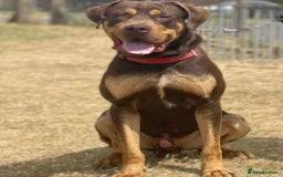 Mixed Breed dogs for sale: 🐾 Loving Dog Looking For His Forever Home 🐾 - Image 3